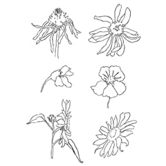 Providni pečati - livadsko cvijeće